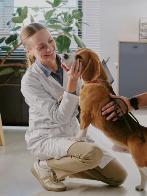 Veterinario atendiendo a un perro