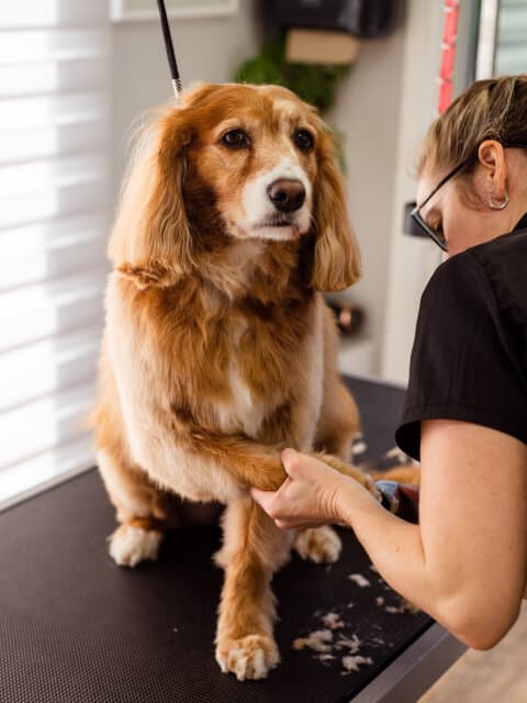 Servicio de peluquería para mascotas