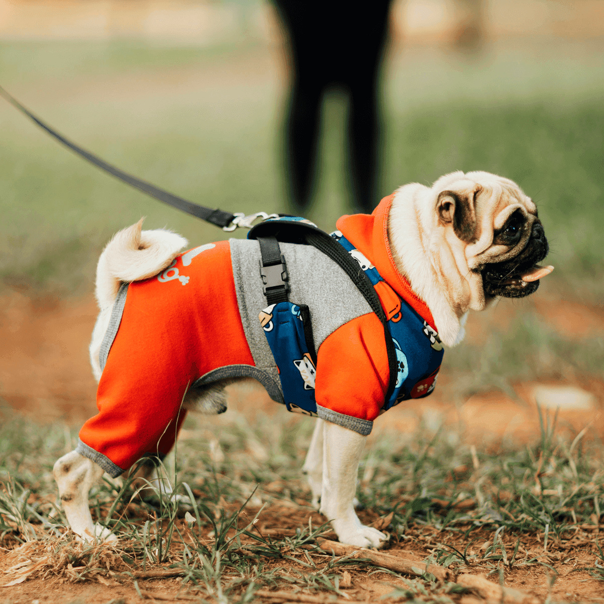 Cover Image for ¿Deberías ponerle un suéter a tu perro cuando hace frío?