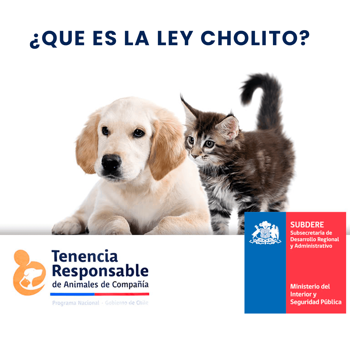 Cover Image for ¿Que es la Ley Cholito? Ley de Tenencia Responsable de Mascotas y Animales de Compañía